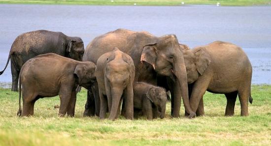 Countrywide elephant census next year
